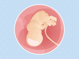 pregnancy-belly-fetal-development-week-36